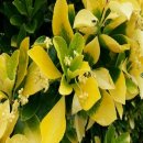 황금이식물원 이미지