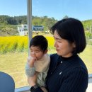 씨유강릉영동대 | 강릉 유채꽃밭이 있는 대형카페, 홍제동 아이즈로스터리 아기랑 N 번째 방문 (주차, 아기의자 정보)