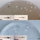 Vibrio hapahemolyticus감염 새우 PL의 새로운 병 translucent post-larva disease (TPD) 이미지