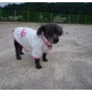 엄마손 동물병원 이미지