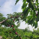 대석농장 이미지