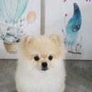 아지발바닥