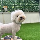 허니바우 이미지