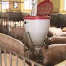 해인양돈 1농장 이미지