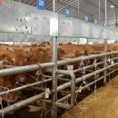 종축농장 이미지