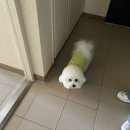 파크드 | 팔레드차밍 파크드차밍 애견리조트 듀크객실 1박2일 이용기