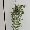 야레향 | 플랜테리어 초보 식집사의 일상 - 1주차 스페셜 블챌 포토덤프 챌린지