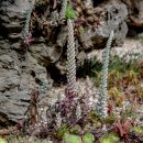 바위솔(Sempervivum tectorum) 이미지