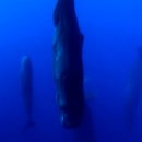 고래 PC방 이미지