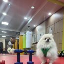 강일S짐 복싱클럽 명희관 이미지