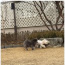 댕댕이의하루