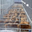 용인축협 한우사육장 이미지