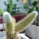 여우꼬리 이미지