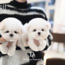 디디펫 수원강아지분양 이미지