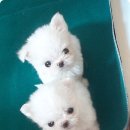 멍이와냥이