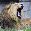 한사자농장 이미지