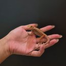 동탄대로10가길 이미지