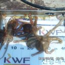 곤리레져