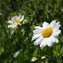 연가리맑은터 이미지