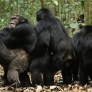 Harmony-Ge 이미지