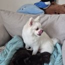 산책하는 강아지 | [세종강아지미용] 연서면 '산책하는강아지'