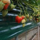 아침농원 이미지