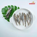 왈왈애견 이미지