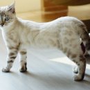 고양이카페38.5 이미지