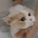 강남 고양이 호텔 미용 츄캣 | 강남고양이미용 맞춤 미용과 프리미엄힐링스파 전문 고양이미용실 블랙스완