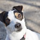 맑은 동물병원 이미지