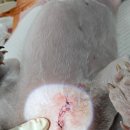 해운대조은동물병원 이미지