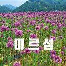 6공주꽃