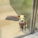 대하프라자(2)좌4동 | 주간일기, 대하구이, 오산물향기수목원, 반려마루화성 홈커밍데이, 혼자 유기견봉사 후기