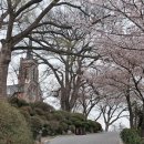 벚꽃 만개한 공세리 성당의 봄 풍경 이미지