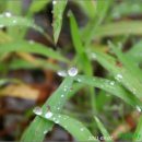 향기나라사랑이 이미지