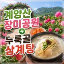 누룩골 | 계양산 장미공원 장미 만개 실시간 후기! 누룩골 계양점 점심 먹고 다녀온 주말 코스