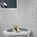 삐삐애견 이미지