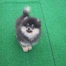 Pom생Pom사 이미지