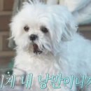 카페지유 네이버블로그