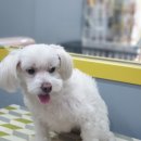 왈왈이발소 이미지