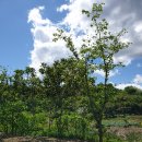 약골자전거도로 이미지