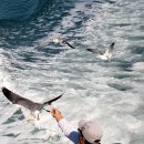 까멜리아 이미지