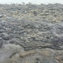 화석 2002 이미지