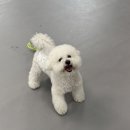 리츠펫 강남세곡점 이미지