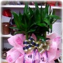 황금진족 이미지