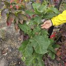 “산불에 ‘잿더미’ 되었다더니” 다 거짓말?…믿을 수 없는 ‘초록빛’ 풍경, 정체 알고 보니 이미지