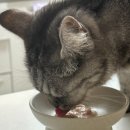 신호 묘 | 고양이 물 안 마시는 이유는? 하루 음수량 계산과 꼭 체크해야 할 신호