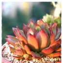 싱싱다육그린원 이미지