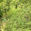 매실향기 이미지