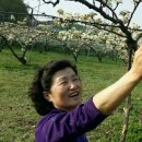 배꽃농장 이미지